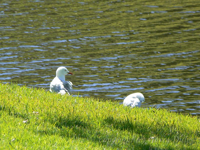 Gulls, River Torrens P1030599.JPG